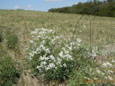 Clematis-lathyrifolia_покос